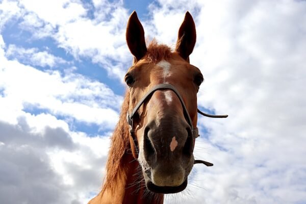 horse, equine, equestrian, mammal, animal, nature, farm, horseback riding, snout, nostrils, head, brown, horse, horseback riding, horseback riding, horseback riding, horseback riding, horseback riding