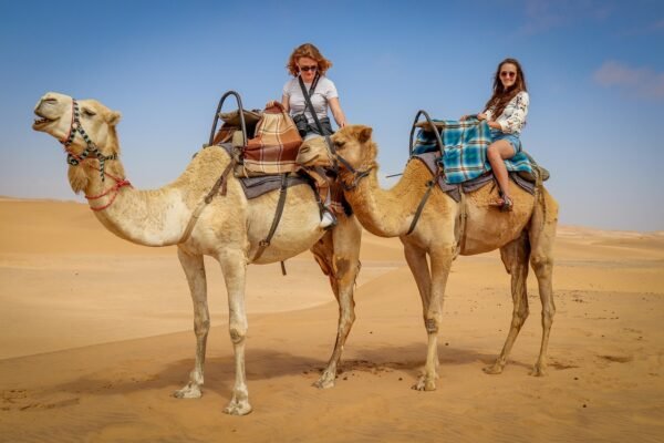 camel, desert, namib desert, blue skies, namibians, camel rides, tourism, nature, dune, brown desert, camel, camel, camel, camel, camel